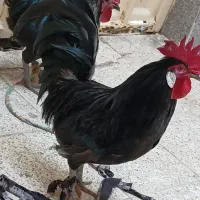 دوتا خروس عربی|حیوانات مزرعه|اهواز, کمپلو شمالی|دیوار