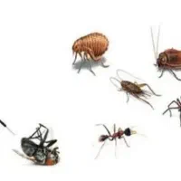 سمپاشی و ضد عفونی|خدمات نظافت|رشت, پورسینا|دیوار