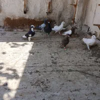 کفتر پرشی