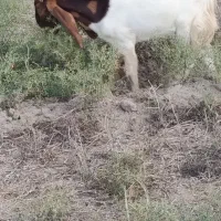بز نر فروشی .تکه اصل پاکستانی|حیوانات مزرعه|گنبد کاووس, |دیوار
