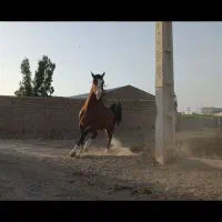 اسب|اسب و تجهیزات اسب‌سواری|بادرود, |دیوار