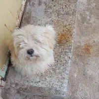 سگ پاکوتاه|سگ|تهران, شهید رجایی|دیوار