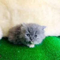 نژاد های اصیل و لوکس در m.k pet|گربه|تبریز, |دیوار