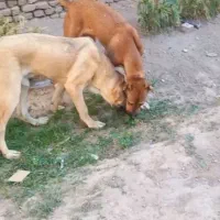 دوتا توله افغان و کردی