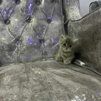 گربه پرشین ۲ ماهه|گربه|فولادشهر, مسکن مهر فولادشهر|دیوار