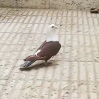 کله سفید نر