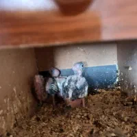 عروس هلندی|پرنده|اصفهان, فرودگاه شهید بهشتی|دیوار