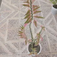 گل خانگی|گل و گیاه طبیعی|سنندج, |دیوار