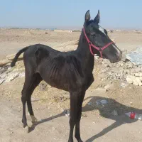 کره نریان مشکی ۵ ماهه|اسب و تجهیزات اسب‌سواری|رشت, آزادگان|دیوار