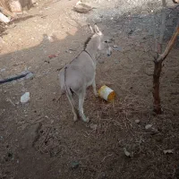 خر ماده