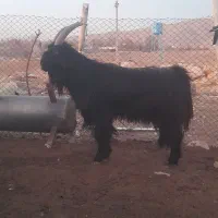 چپش یا پازن ترکی|حیوانات مزرعه|شیراز, شهرک قمشه|دیوار