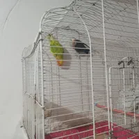 پرنده های زینتی|پرنده|شفت, |دیوار