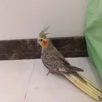 عروس هلندی
