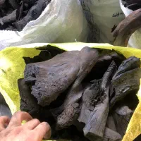 ذغال کبابی درجه یک