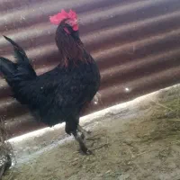 خروس مرندی پاپر