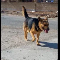 سگ ژرمن شپرد