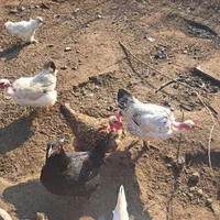 مرغ وخروس گردن لختی قشنگ‌وپاپر|حیوانات مزرعه|رشت, دباغیان|دیوار