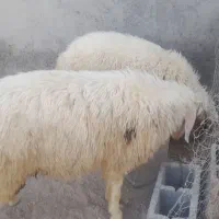 فروش گوسفند
