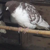 تکپرضمانتی.پشت پفکیواخمو.