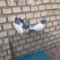 چند جفت کبوتر کله دم سبز|پرنده|کتالم و سادات شهر, |دیوار