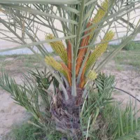 فروش8430 متر زمین باغی چغادک