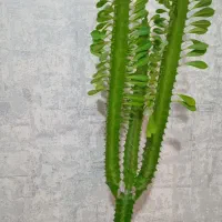 گل پرورش خونگی|گل و گیاه طبیعی|مسجد سلیمان, |دیوار