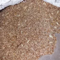 فروش گندم کاسکوژن دیم