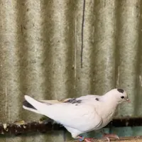 کبوتر کفتر|پرنده|بومهن, |دیوار