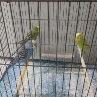 مرغ عشق|پرنده|شهر ری, ظهیرآباد|دیوار