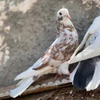 کفترابلغ سفیدسین ماش کل دم سیاه|پرنده|قم, زاد|دیوار