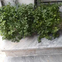 گلهای اپارتمانی با قیمت مناسب|گل و گیاه طبیعی|آشخانه, |دیوار