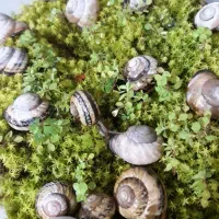 حلزون تراپی|خزنده|کرج, خرمدشت|دیوار