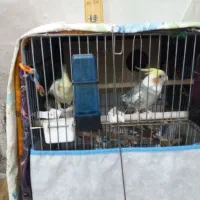 عروس هلندی|پرنده|ملایر, |دیوار