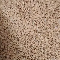 فروش ۲۰۰ کیلو گندم