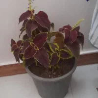 گل مخمر کاملا خانگی