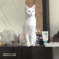 واگذاری گربه