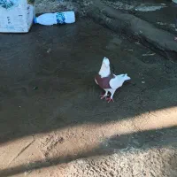 کبوتر|پرنده|بم, |دیوار