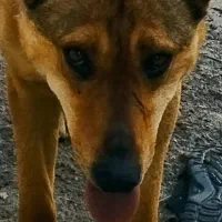 سگ نر ۱ ساله