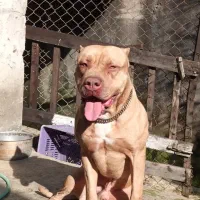 پیتبول شجره دار