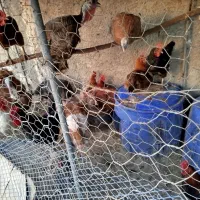 تعدادی مرغ و خروس واردک به فروش میرسد|حیوانات مزرعه|قرچک, پویینک|دیوار