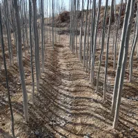 فروش نهال صنوبر یک ساله دوساله وکبوده