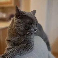 واگذاری گربه بسیار اروم و خانگی