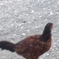 شش عدد مرغ محلی|حیوانات مزرعه|فاریاب, |دیوار