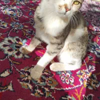 بچه گربه|گربه|شاهین دژ, |دیوار