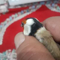 سهره چهارگل نر