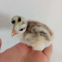 جوجه رنگی|حیوانات مزرعه|مشهد, پورسینا|دیوار