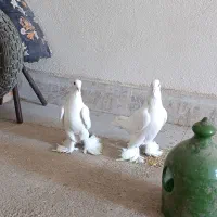 یک جفت پای پا