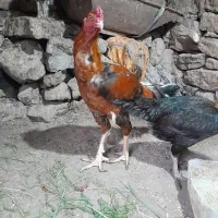 خروس لاری|حیوانات مزرعه|پاوه, |دیوار