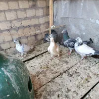 ۷عددگرفتنی