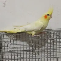 جوجه عروس هلندی دوماهه(دهکده پرندگان)